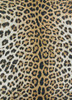 Couristan Dolce Amur Leopard New Gold Indoor/outdoor Area Rugs