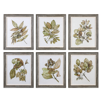 Uttermost Seedlings Framed Prints S/6