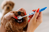 How Much Does Dog Teeth Cleaning Cost in the UK?