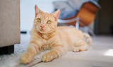 Guide: Calming Products for Cats