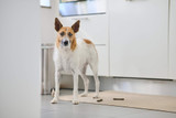 How to deal with separation anxiety in dogs