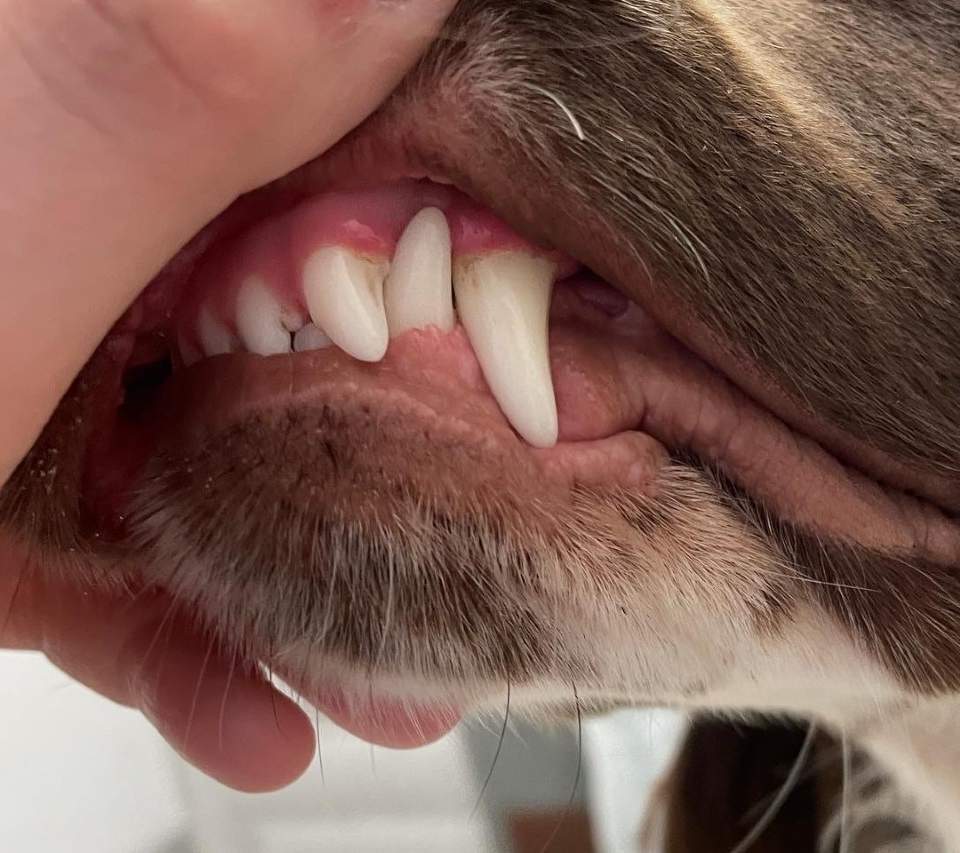 Close-up of a dog’s teeth after using ProDen PlaqueOff, showing visibly cleaner teeth and healthier-looking gums.