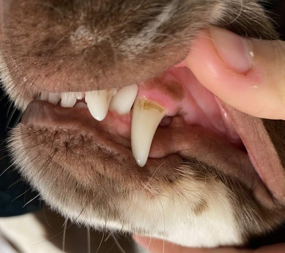 Close-up of a dog’s teeth showing visible tartar build-up and inflamed gums before dental care.