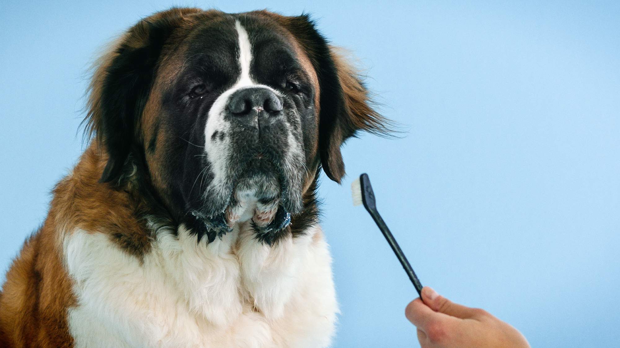 Large dog sitting calmly while a hand holds a toothbrush in front of it against a blue background.