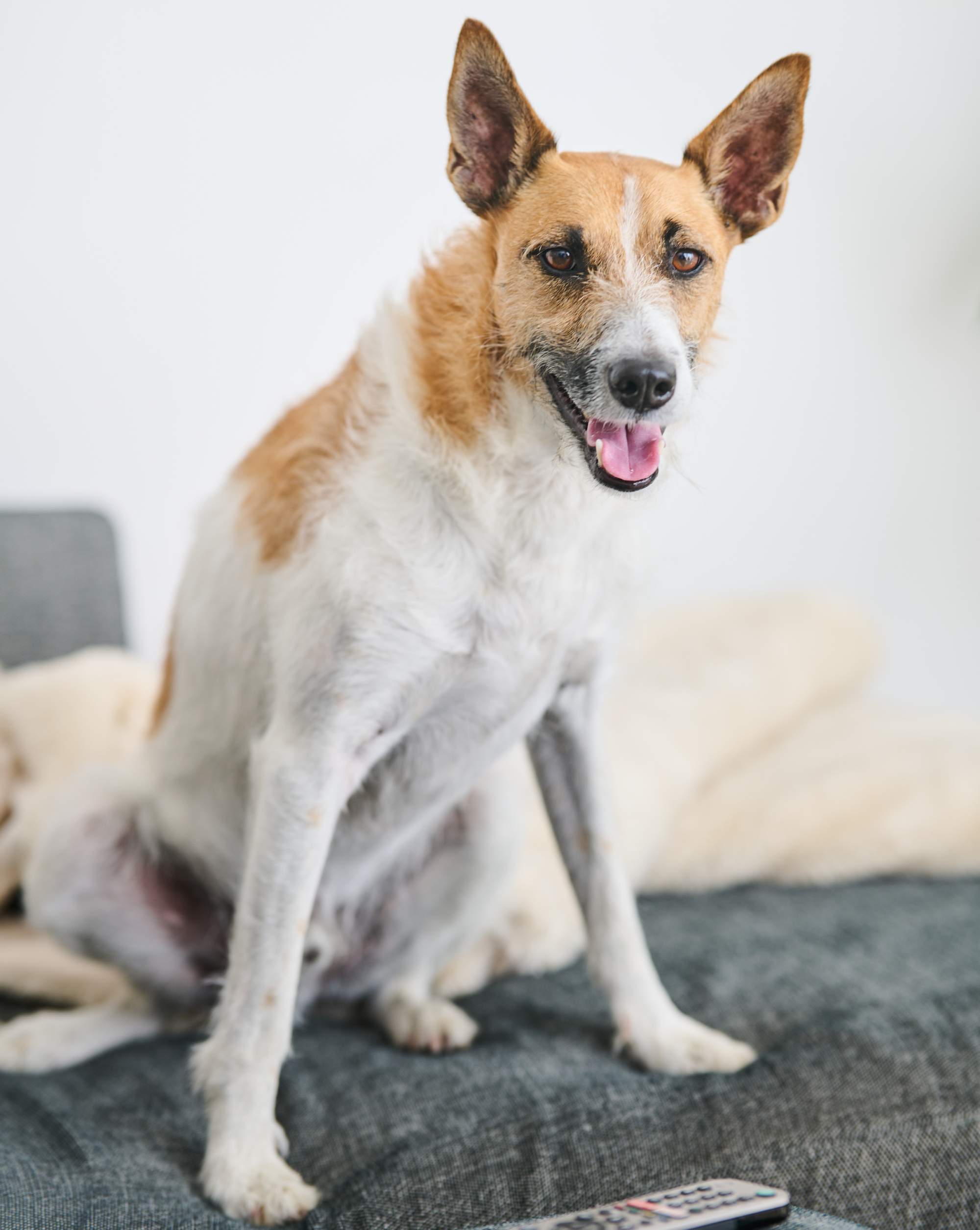 Senior dog standing on a kitchen floor with calming chew sticks on the mat.