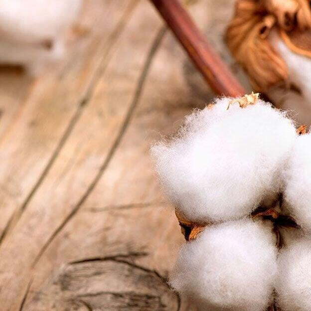 Cotone organico