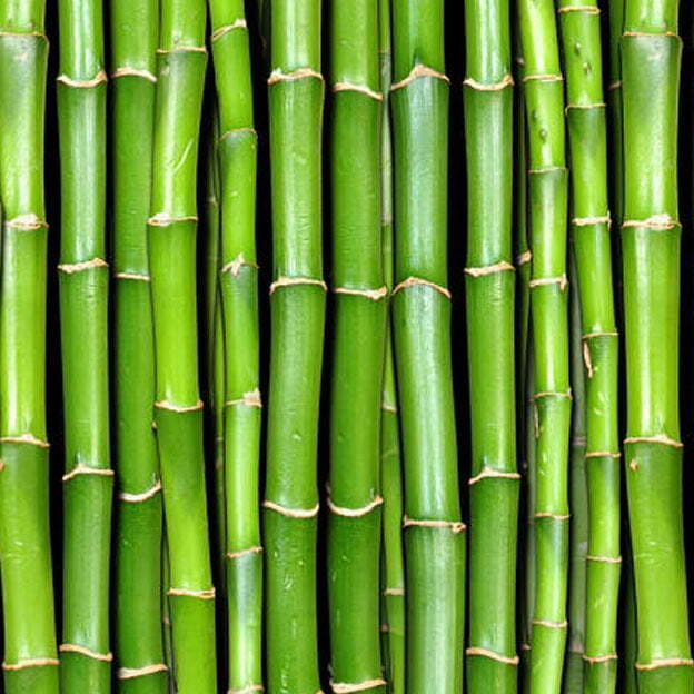 Bamboo