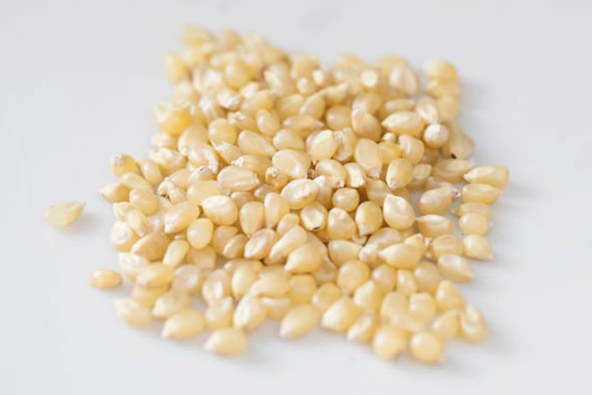Medium White Popcorn Medium White Popcorn