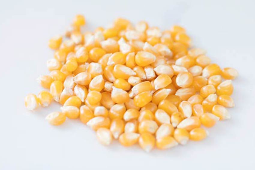 Medium Yellow Popcorn Medium Yellow Popcorn