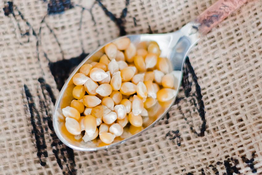 Baby Yellow Popcorn Baby Yellow Popcorn