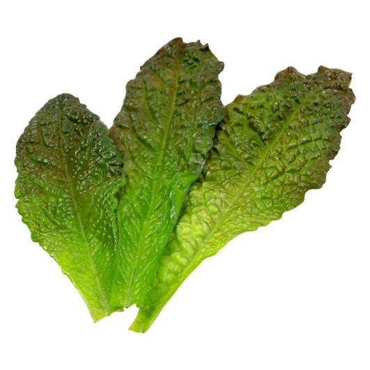 Romaine Leafy Lettuce Assorted Sizes (Set of 3)