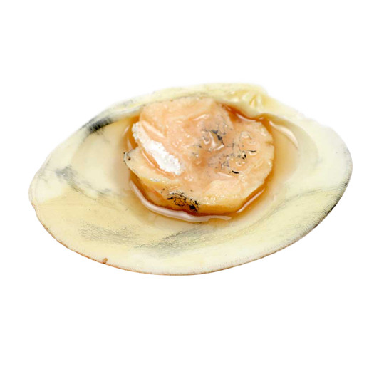Clam on Half Shell - One Piece