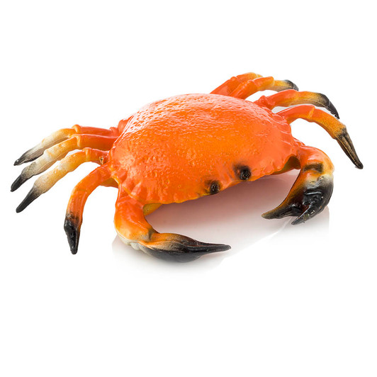 Crab - Dungeness - Small