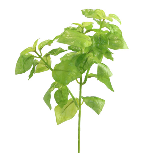 Basil Bush Stem