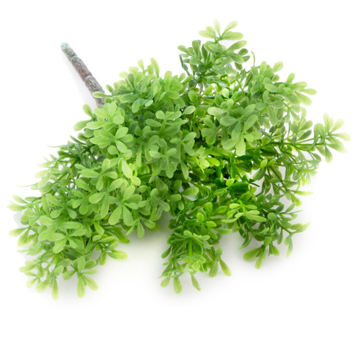 Thyme Herb Stem