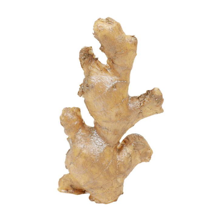 Fake Realistic Ginger Root