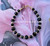 14k gold black rondelle bracelet #1