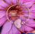 14k gold XL April  Pave heart bracelet #1