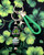 Saint Patrick teacher Keychain #3