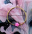 14k gold pink rose bracelet #2