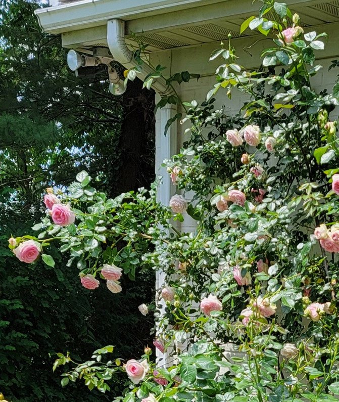 Early summer is for Roses