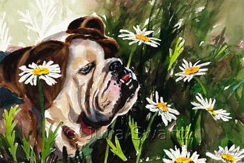 A watercolor painting of a bulldog surrounded by daisies