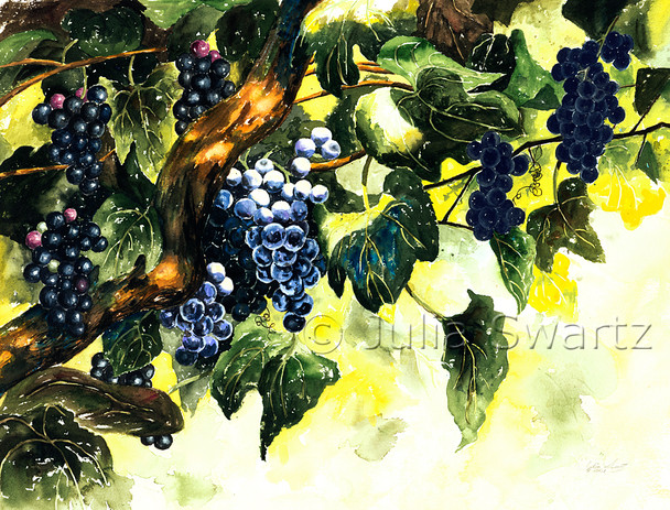 Beautiful blue concord grapes on an old grapevine painted in watercolor by Julia Swartz