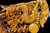 Tiger's Eye Dragon