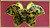 Vintage Hardware Butterfly