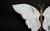 Rock Crystal Quartz Butterfly