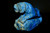 Lapis Tiger Sculpture Paperweight w Golden Pyrite