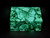 Malachite Box Butterfly