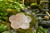 Rock Crystal Peach Blossom Plate