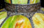 Antique American Avocado Ceiling Lamp Shade Glass
