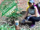 Composting With Cold Brew Coffee: Michelle Soufian Composting With Cold Brew Coffee: Michelle Soufian