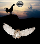 Early Bird vs Night Owl Early Bird vs Night Owl