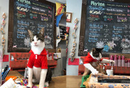 QUICK CHAT: CAFFEINATED CAT