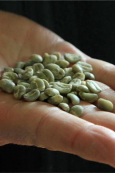 Sumatra Fair Trade Organic Green Coffee Beans
