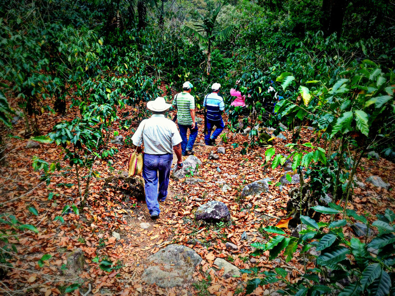 The Importance of Shade-Grown, Organic Coffee