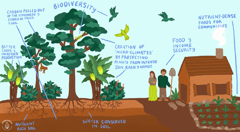 Join us: Plant Trees in Peru this Earth Day