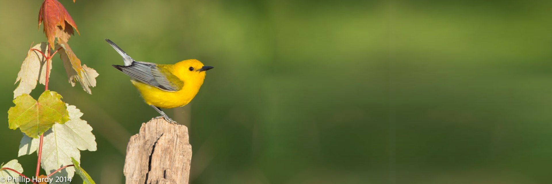 Bird Friendly Honduras Honey Processed Coffee - Supporting Migratory Bird Populations