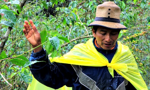 chajul el quiche guatemala 2013 coffee farmer