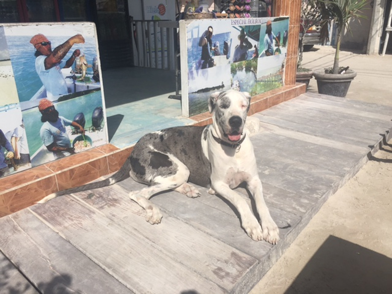The Dogs of Holbox Island - Is this Where Dogs go to Heaven?