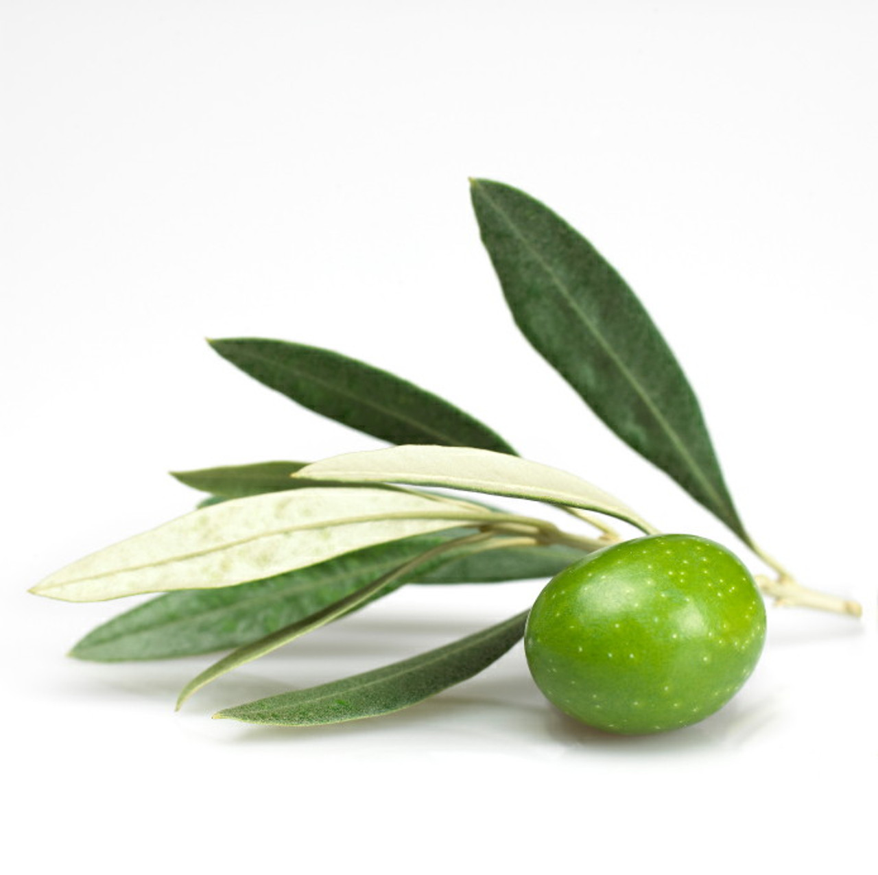 Amazing Olive Leaf!