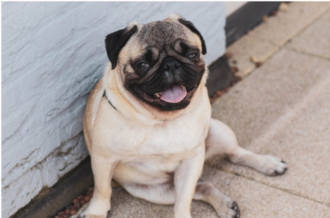 Bladder Support For Dogs to Help With Urinary Control