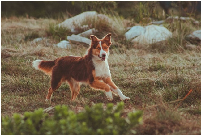 Why Effective Joint Support is Important For Senior Dogs