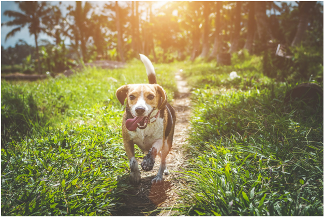 Natural Calming For Dogs That’s Safe and Effective