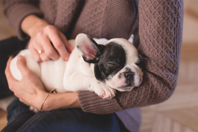 Natural Allergy Relief For Dogs That’s Safe And Effective