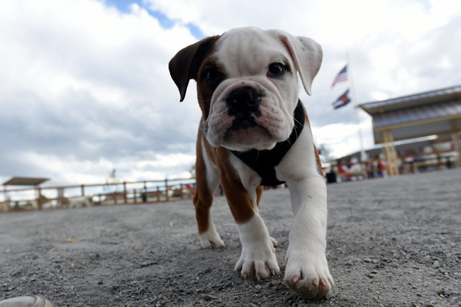 Having a dog might just save your life, study says