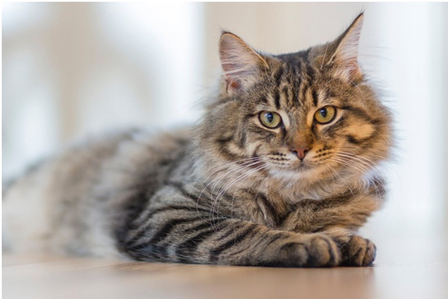 What You Need to Know About Natural Prebiotics For Cats